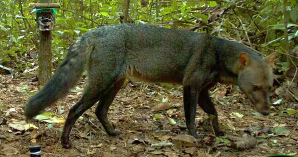 Secrets of the mysterious ‘ghost dogs’ of the Amazon revealed after rare sightings