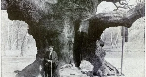 World famous 1,200-year-old Robin Hood tree is dead because of ‘too many visitors’