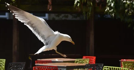 ‘Vicious’ seagulls plague Wetherspoons customers on pub terrace