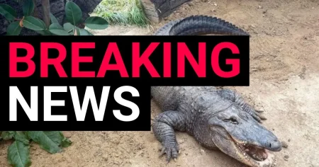 Boy, 3, fighting for life after being thrown into crocodile pit in UK zoo