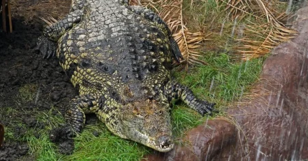 Wowcher apologises for advert mocking toddler bitten by alligator