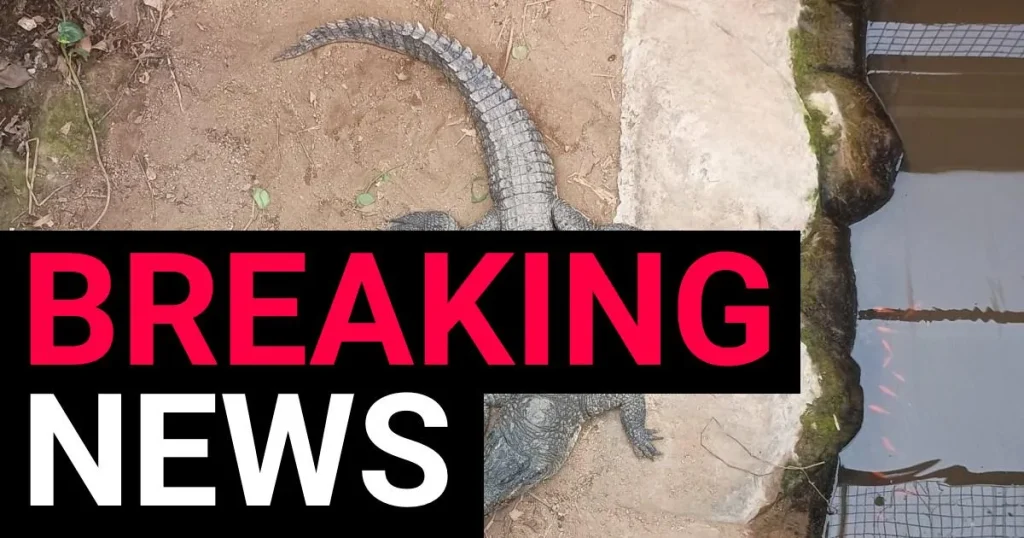 Boy, 3, ‘thrown into crocodile pit’ is no longer in critical condition