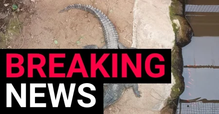 Boy, 3, ‘thrown into crocodile pit’ is no longer in critical condition