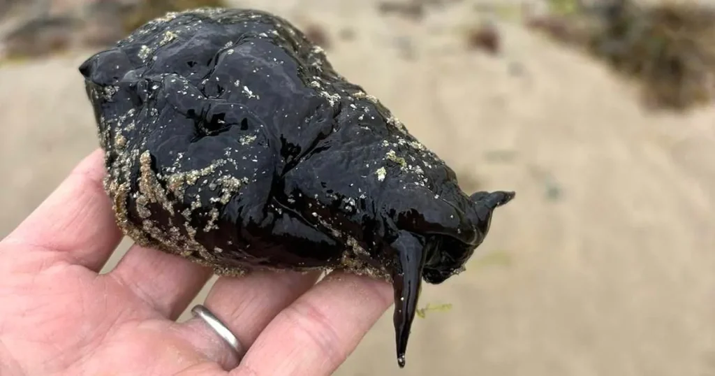 Mystery over rare sea slug found washed up on UK beach