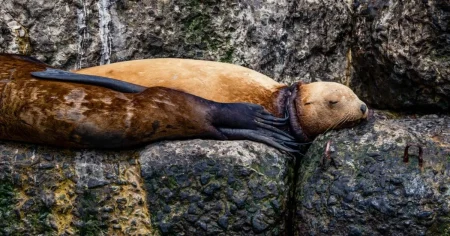 Sea lion found tangled up and trapped by plastic ring digging deep into its neck