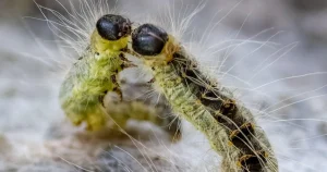Toxic caterpillars causing skin and breathing problems are wreaking havoc in Berlin
