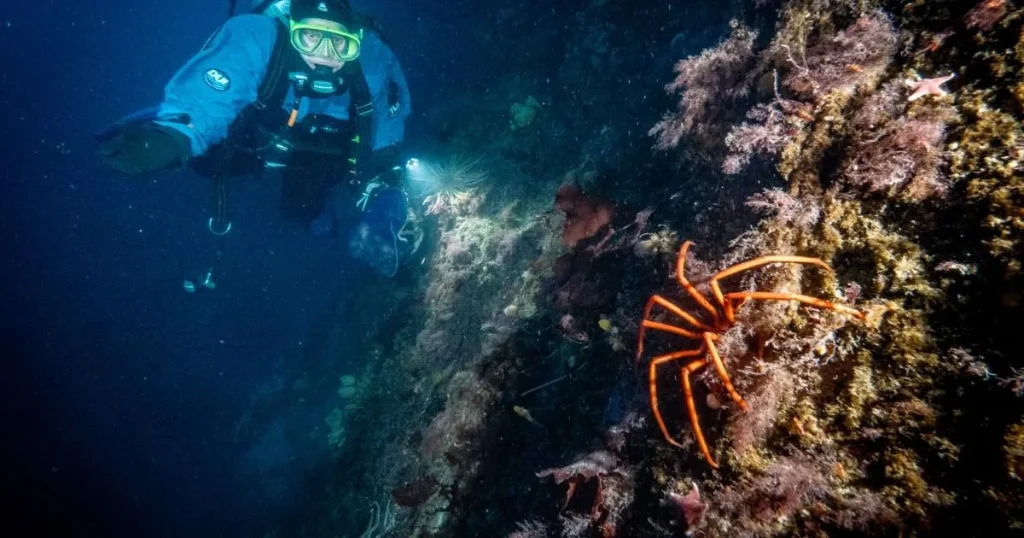 The search for a mysterious creature in Antarctica that could help cure skin cancer