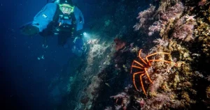 The search for a mysterious creature in Antarctica that could help cure skin cancer