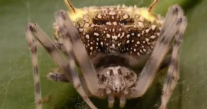 Newly-discovered fungus spider is like something out of The Last of US