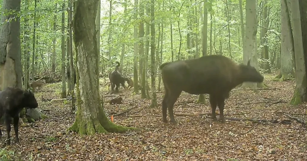Family of bison fight off pack of wolves to protect calf being attacked
