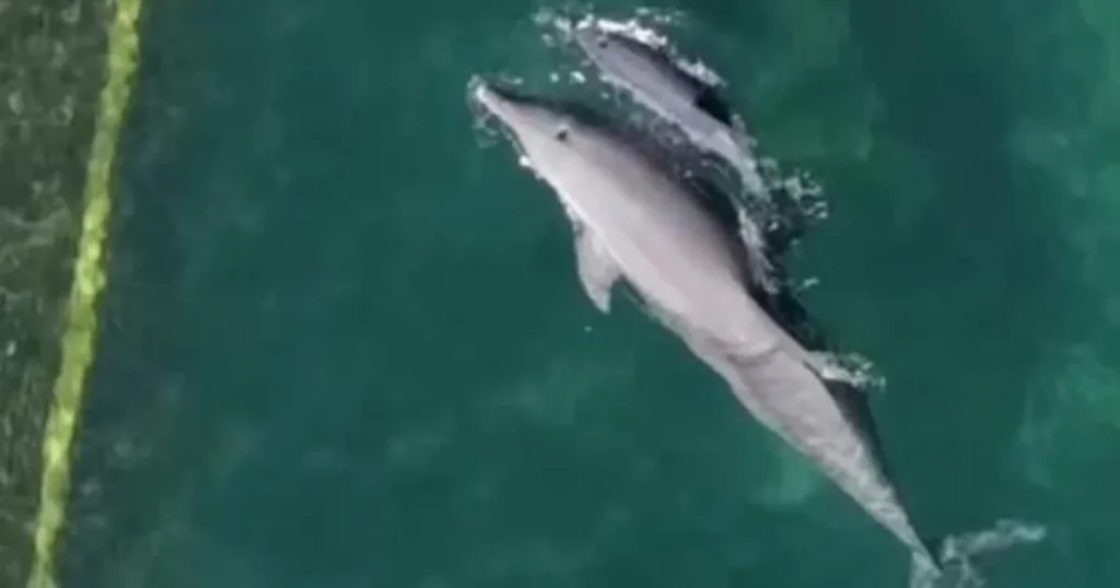 Hotel keeping dolphins in ‘shallow’ pool originally built for guests