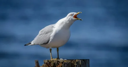 Seagulls are getting drunk on ants and causing traffic chaos in UK seaside towns