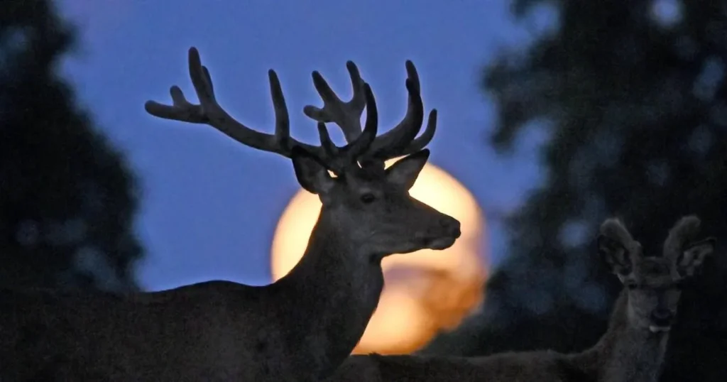 What is the buck moon and can it be seen in the UK today?