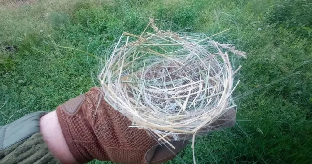 Birds in Ukraine are making ‘apocalyptic’ nests out of fibre optic cables