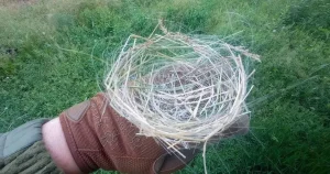 Birds in Ukraine are making ‘apocalyptic’ nests out of fibre optic cables