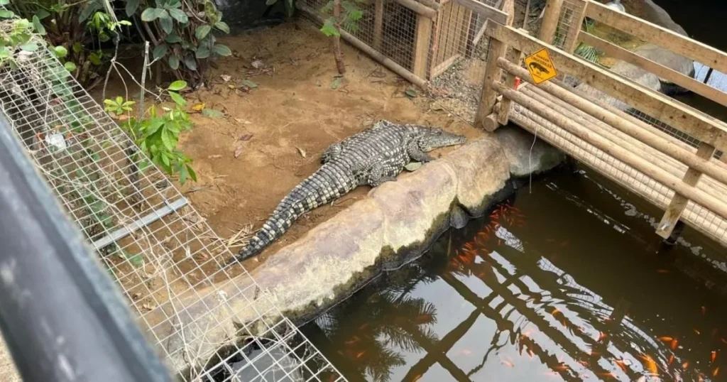 Parents of boy, 3, thrown into crocodile pit ‘living at hospital’ after five surgeries