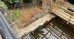 Parents of boy, 3, thrown into crocodile pit ‘living at hospital’ after five surgeries