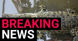Hero zoo owners speak after rescuing boy, 3, from being mauled by crocodile