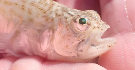 Brits warned of venomous fish in shallows with ‘excruciating’ sting during heatwave