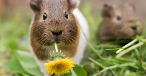 Couple living off-grid breed guinea pigs ‘as big as rabbits’ to eat