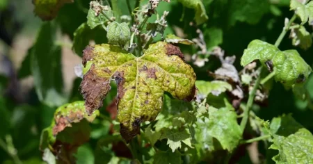 Heatwaves are ruining French vineyards – while English wine enjoys a golden age