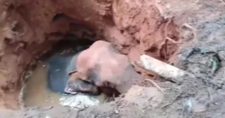 Elephant who fell into abandoned well rescued with excavator