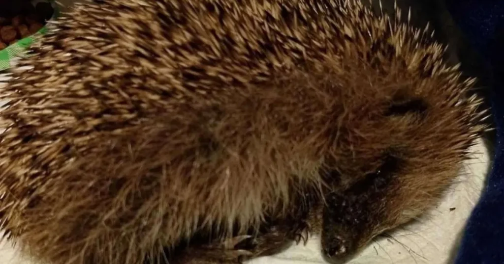 Baby hedgehog put down after being ‘kicked around like football’ by cruel children