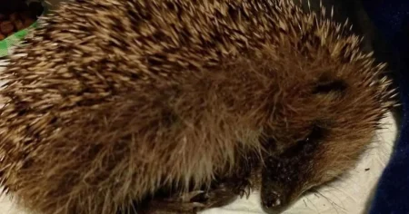 Baby hedgehog put down after being ‘kicked around like football’ by cruel children