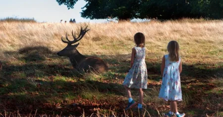 Warning issued after children spotted petting ‘wild, powerful’ deer in London park