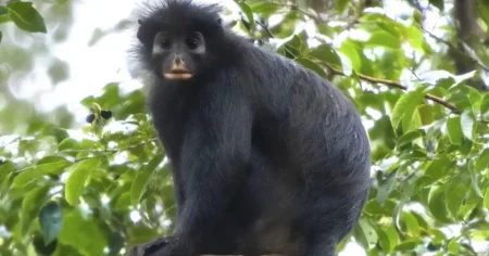 New species of monkey with orange lips discovered in rainforest