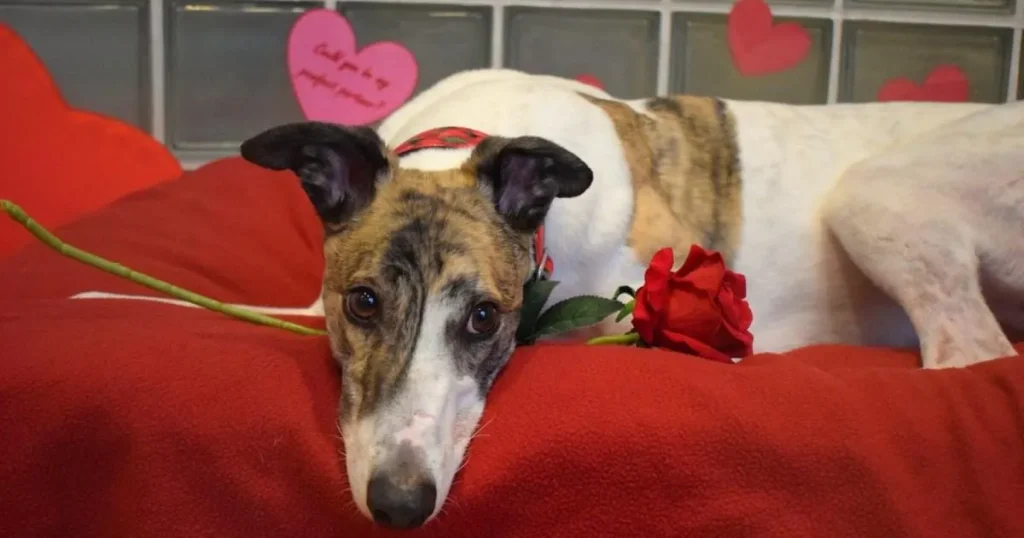Britain’s ‘loneliest dog’ finally adopted after 18 months in shelter