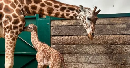 First giraffe born at Kent zoo in eight years named after Jude Bellingham