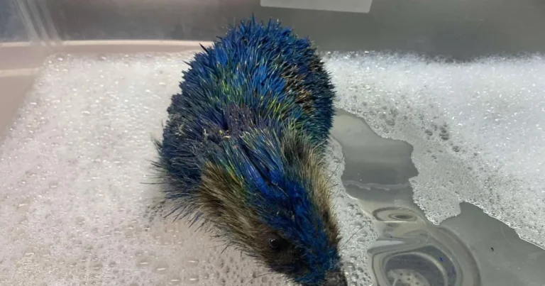 Four arrested after hedgehog spray painted in Leeds United colours