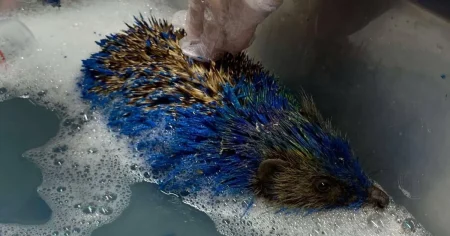 Hedgehog nearly dies after yobs paint her blue and yellow in Leeds United colours