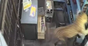 Rogue leopard bursts into off licence before lunging at two men inside