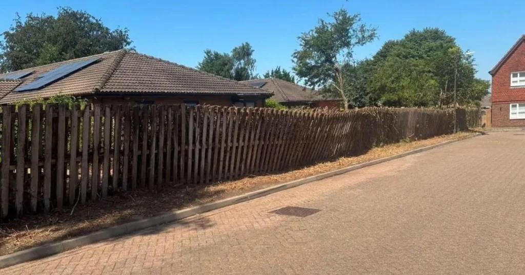 Mature 10-metre trees suddenly ‘savaged’ in middle of no-felling season