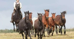 Highly contagious virus not seen in the UK for decades kills 35 ponies in the New Forest