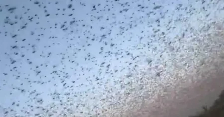 Apocalyptic scenes after swarm of locusts fill up sky