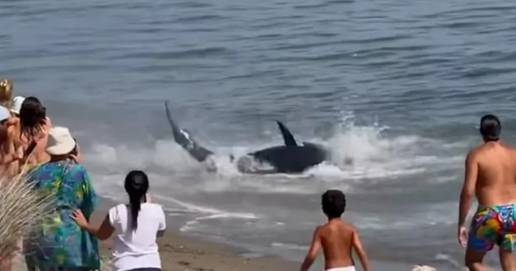 Swimmer thought he was being chased by a shark but it was a 300kg tuna
