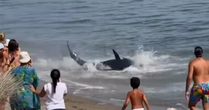 Swimmer thought he was being chased by a shark but it was a 300kg tuna