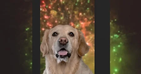 It’s not too early to start preparing your dog for Bonfire Night – here’s how