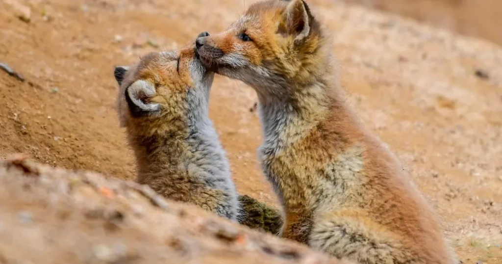 Brick wall smashed to rescue orphaned fox cubs stuck between two houses