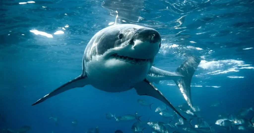 Great white sharks are ‘already in UK’ as they venture further north than ever