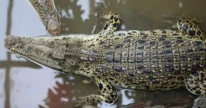 Boy thrown into crocodile pit is finally home again after multiple surgeries