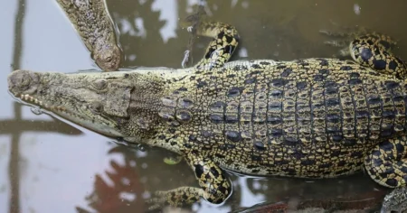 Boy thrown into crocodile pit is finally home again after multiple surgeries