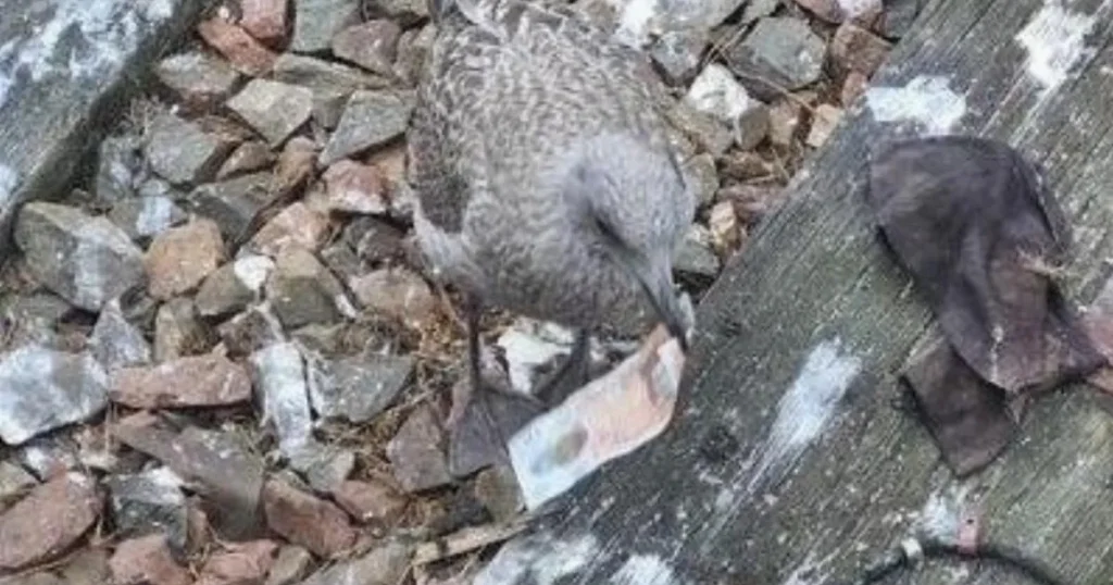 Seagull returns lost £10 note to staff member on Harry Potter train