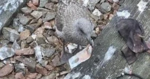 Seagull returns lost £10 note to staff member on Harry Potter train