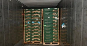 Cocaine worth £232,000,000 found stashed in bananas at UK port
