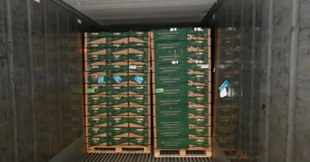 Cocaine worth £232,000,000 found stashed in bananas at UK port