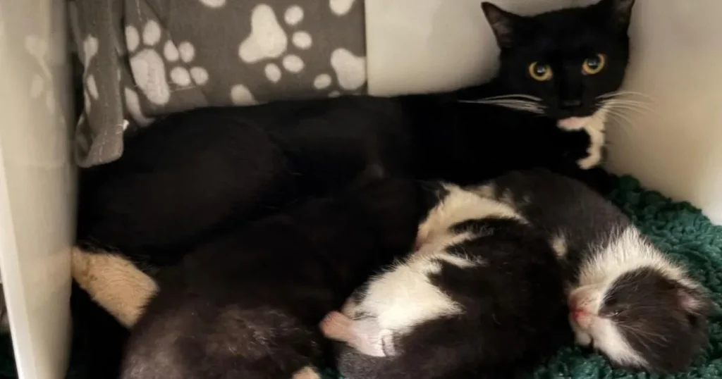 Cat and kittens survive 45°C heat after being trapped in scorching boiler room